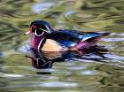USA, Washington State, Sammamish. Yellow Lake Male Wood Duck. Art Print